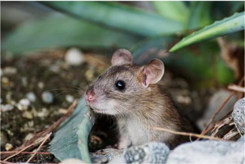 BEST MICE DETERRENT