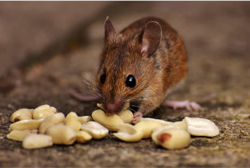 MICE CONTROL