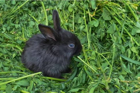 WHERE TO BUY THE BEST RABBIT REPELLENT