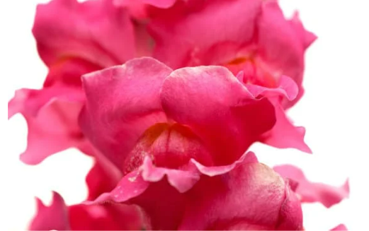 DEER RESISTANT ANNUALS