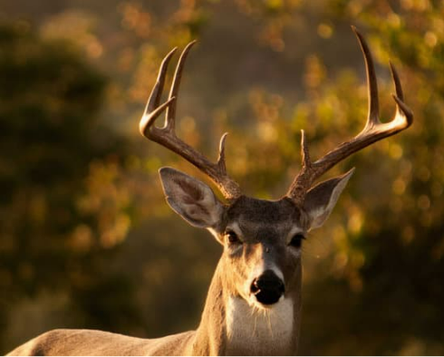 HOMEMADE DEER REPELLENT