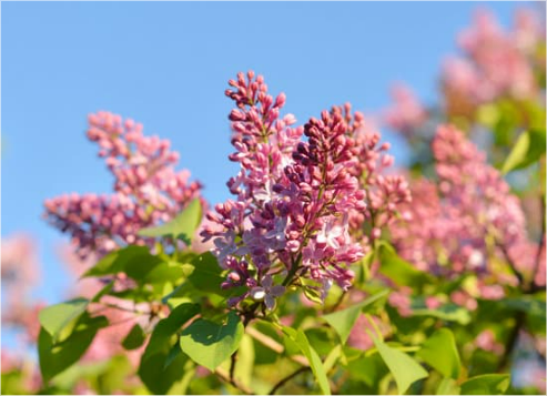 DEER RESISTANT SHRUBS