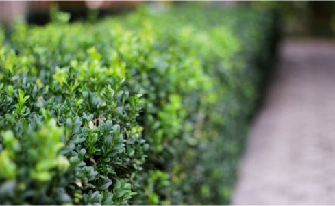 DEER RESISTANT TREES