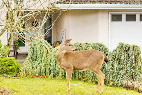 ODOR DEER REPELLENTS
