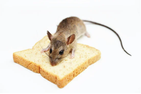 WHERE TO BUY THE BEST MOUSE REPELLENT