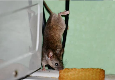 WHERE TO BUY MOUSE REPELLENTS