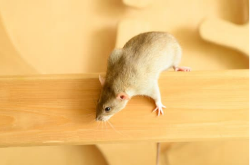BEST MOUSE CONTROL