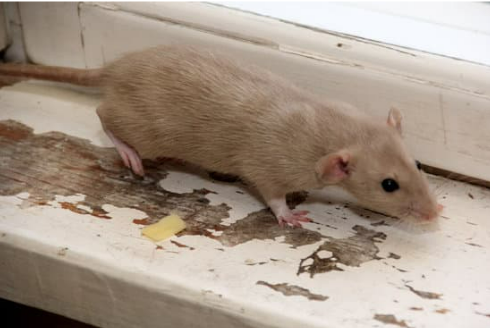 BEST MOUSE DETERRENT