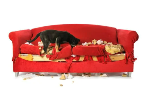 Dog repellent sales spray for couch