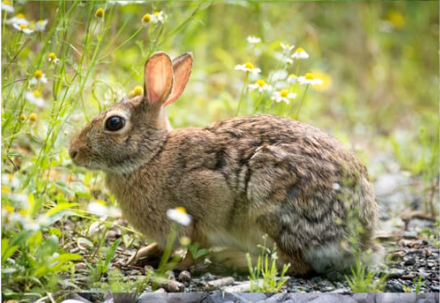 WHERE TO BUY THE BEST RABBIT REPELLENTS