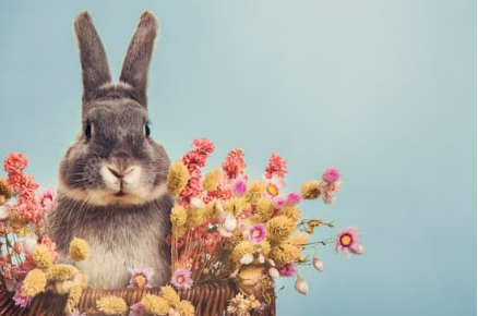 Is rabbit repellent safe for dogs?
