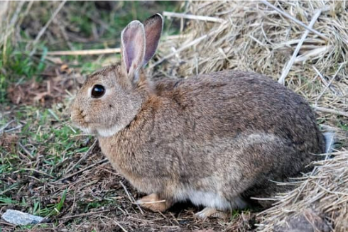 WHERE TO BUY RABBIT REPELLENT