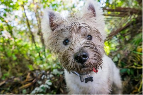 BEST NATURAL DOG REPELLENTS