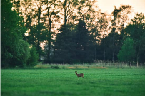 ORGANIC DOG REPELLENT