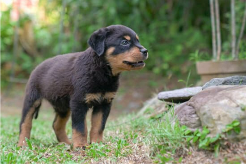 BEST HOMEMADE DOG REPELLENTS