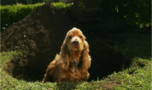 Dog deterrents outlet for walkers