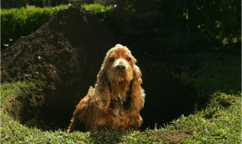 DOG REPELLENTS THAT WORK