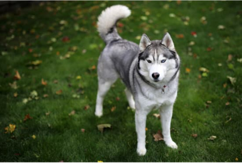 DOG REPELLENTS THAT WORK BEST