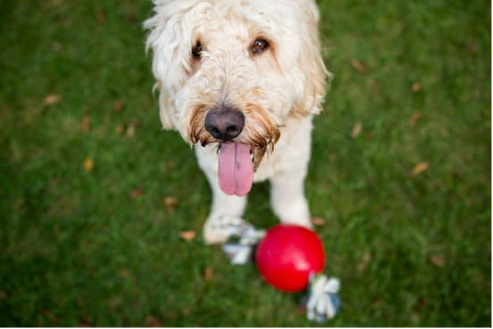 DOG REPELLENTS THAT REALLY WORK