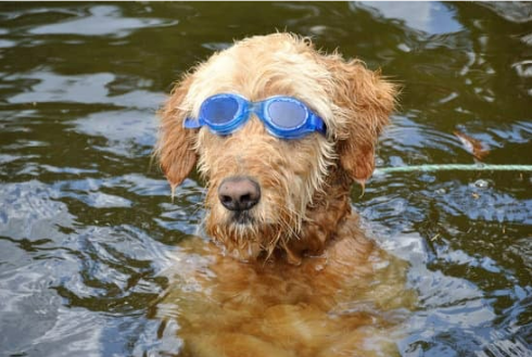 BEST HOMEMADE DOG REPELLENT RECIPE