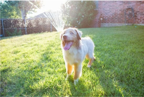 Electronic dog clearance repellent for lawn