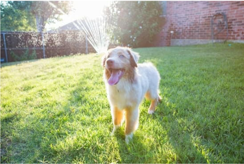 Electronic dog repellent deals