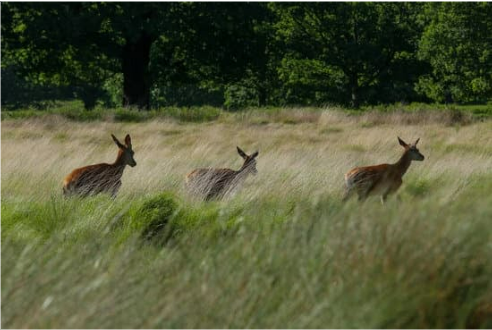 DEER POPULATIONS