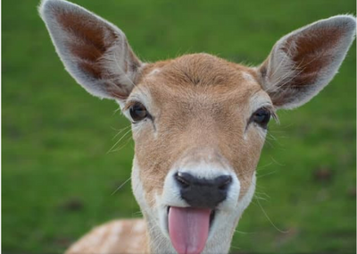 Repellent tactics you can use to deter Deer