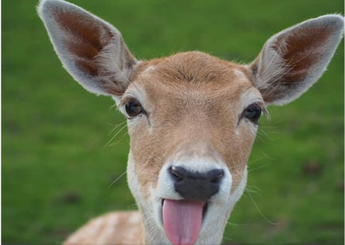 DEER REPELLENT FOR PLANTS