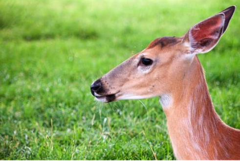 COMMERCIAL DEER REPELLENT