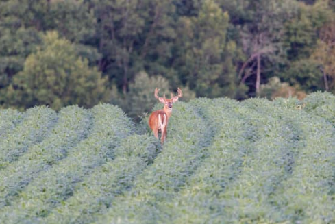 DEER REPELLENTS THAT WORK