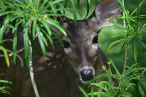 DEER REPELLENT THAT WORKS