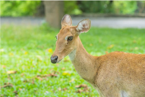 CONTROLLING DEER IN THE GARDEN