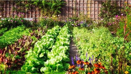 How to use a garden pest spray for your garden
