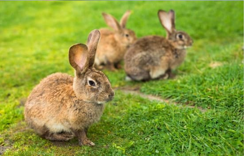 RABBIT REPELLENT