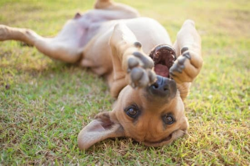 DOG REPELLENT