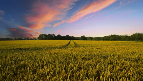 COMMERCIAL DEER REPELLENTS THAT WORK BEST