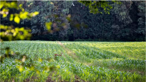 COMMERCIAL DEER REPELLENTS