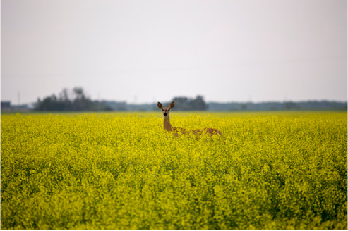 BEST DEER REPELLENT PLANTS