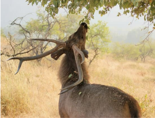 BEST DEER DETERRENT