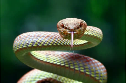 Tips to effectively use a snake repellent spray