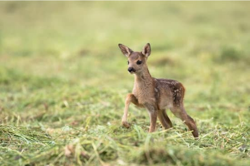 BEST COMMERCIAL DEER REPELLENT