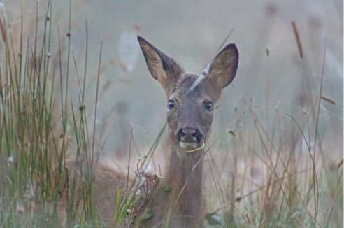 BEST DEER CONTROL
