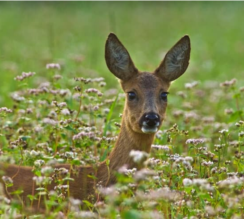 BEST DEER DEFENSE