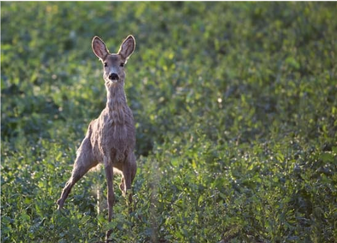 BEST DEER REPELLENT HOMEMADE