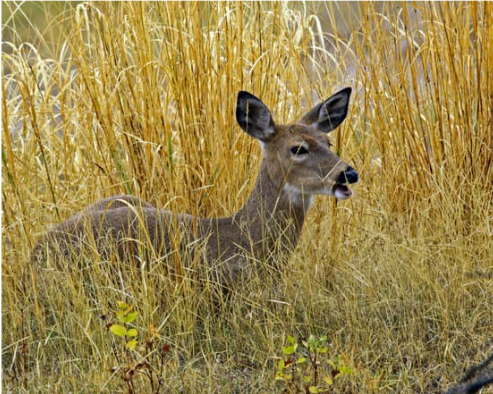 COMMERCIAL DEER REPELLENTS THAT REALLY WORK