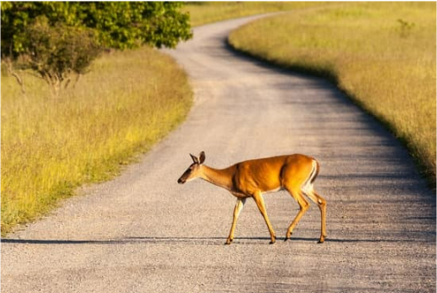 COMMERCIAL DEER REPELLENT THAT WORKS