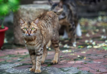 Keeping stray cats out of hot sale your yard