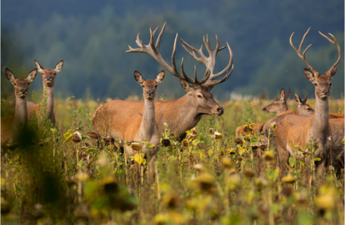 BEST DEER REPELLENTS