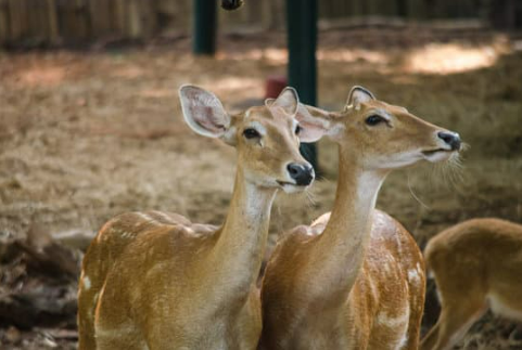 BEST ELECTRONIC DEER REPELLENT